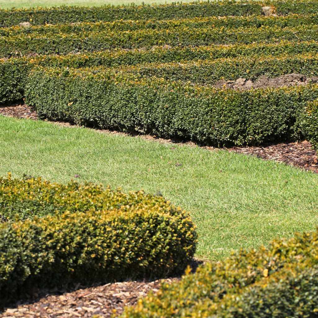 Alternative Shrubs For Acidic Soils