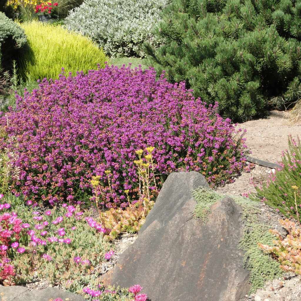 Common Mistakes to Avoid When Considering "Are Boxwoods Drought Tolerant"