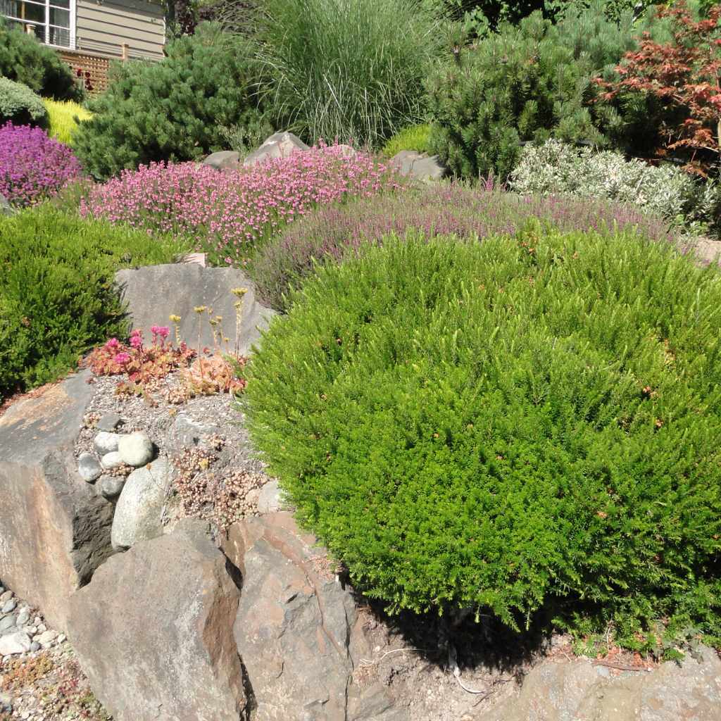 Understanding Boxwoods and Their Water Needs