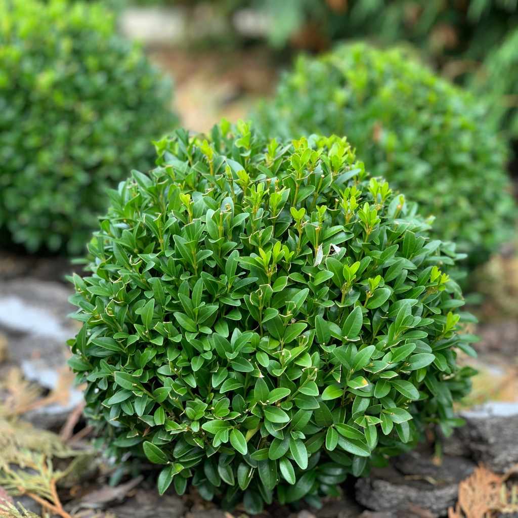 Boxwood Root Characteristics