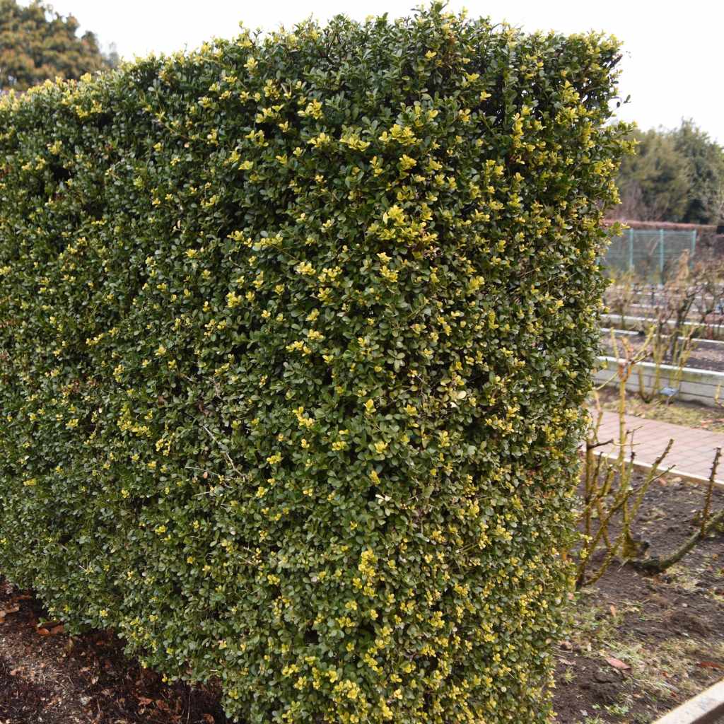 Boxwood And Winter Browning