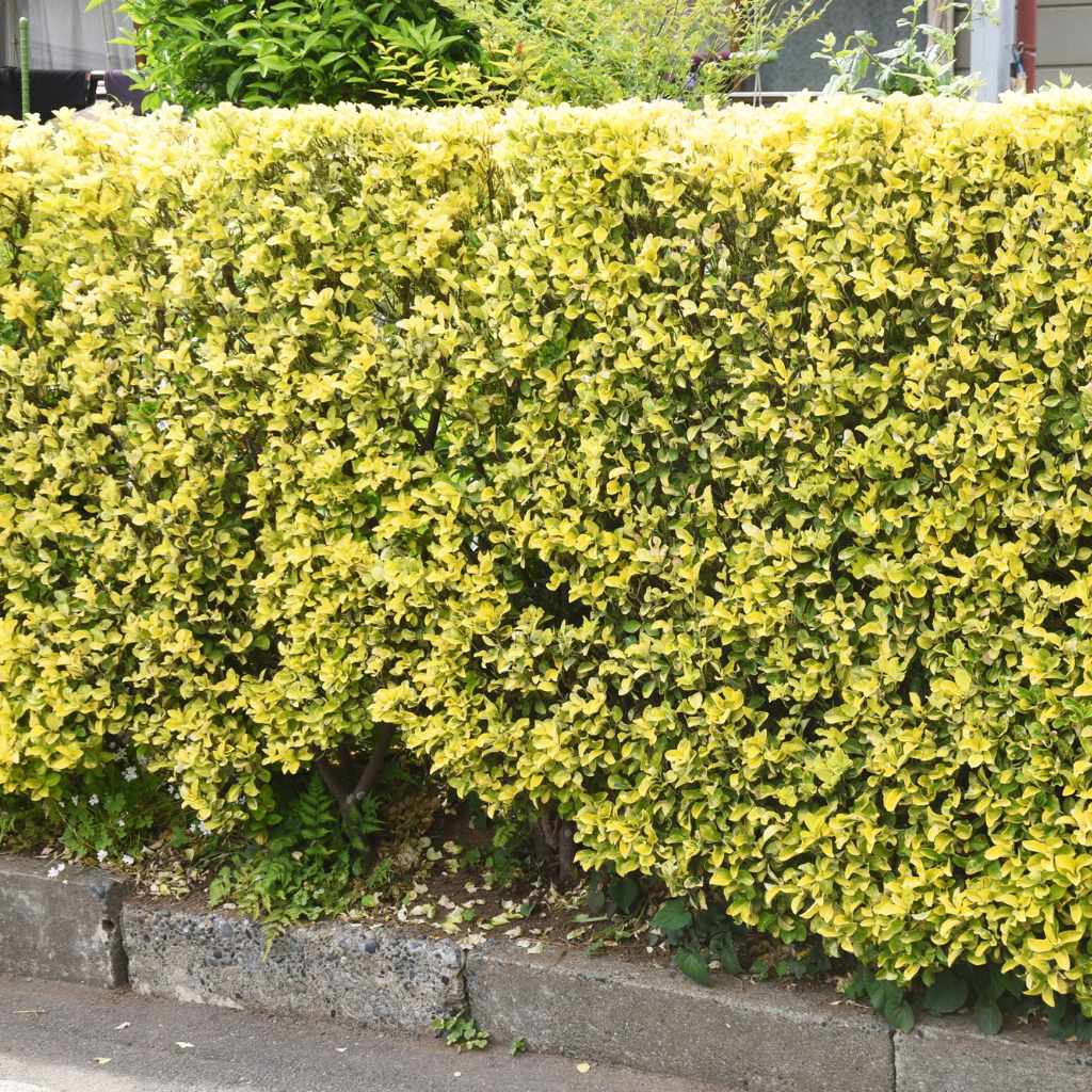 Addressing Browning Issues