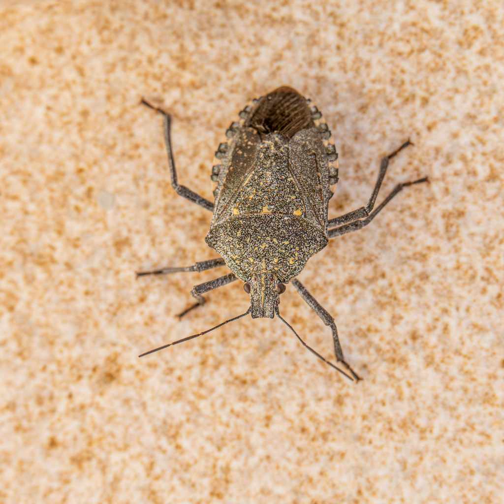 Sandalwood's Natural Properties