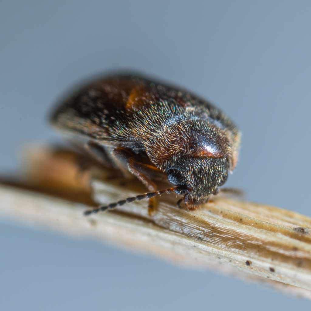 Safety And Environmental Impact