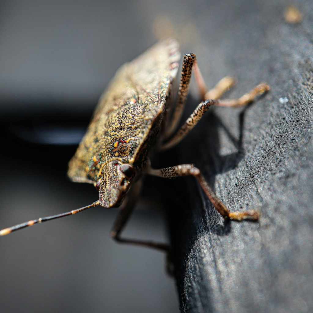 Does Sandalwood Repel Bugs