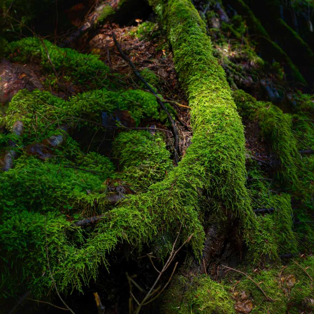 When To Avoid Planting Boxwood